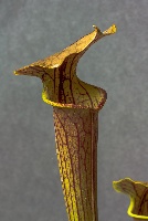 Sarracenia 'Tygo'